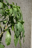 Brugmansia arborea RCP6-09 005 (wilting).jpg
